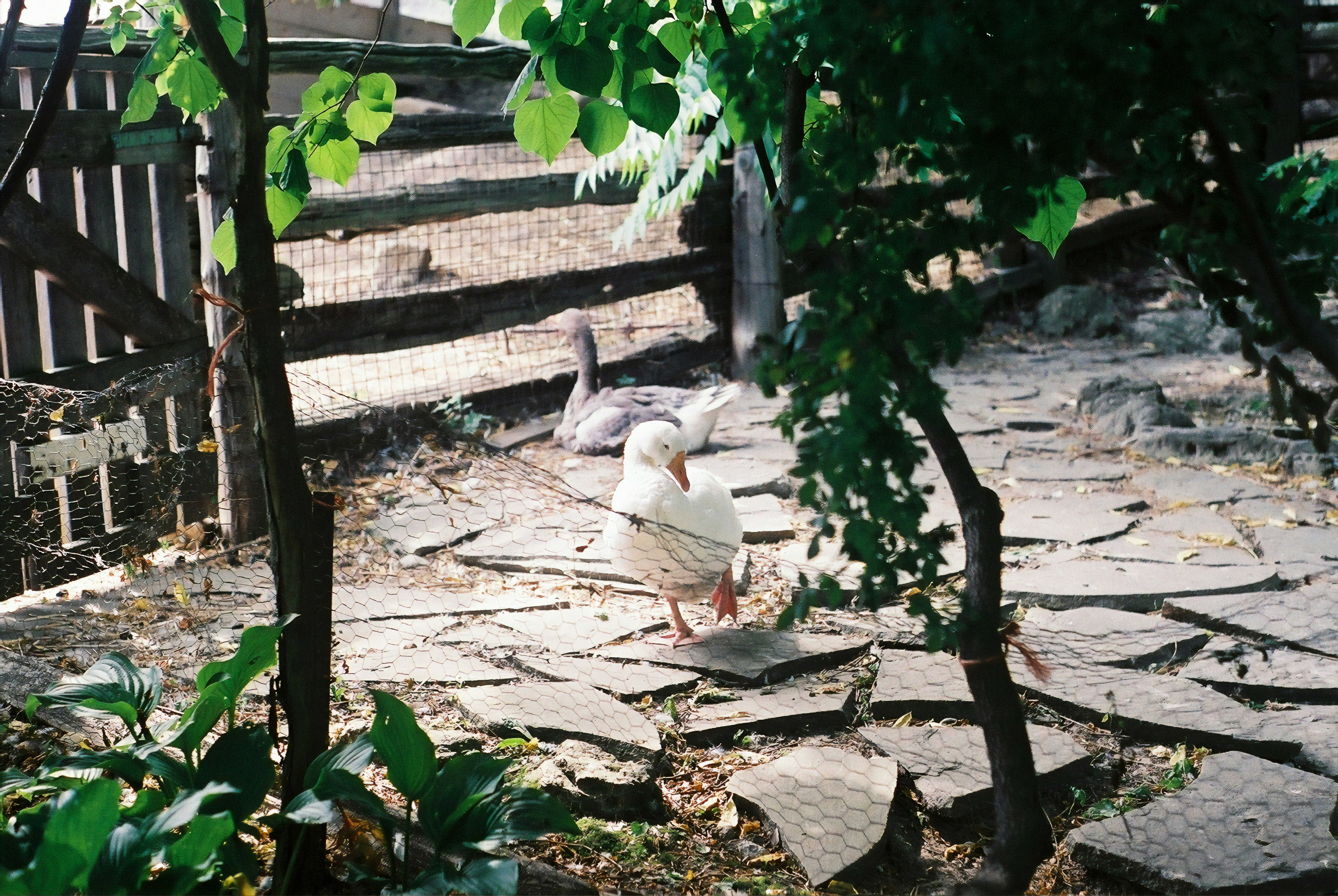backyard duck pets