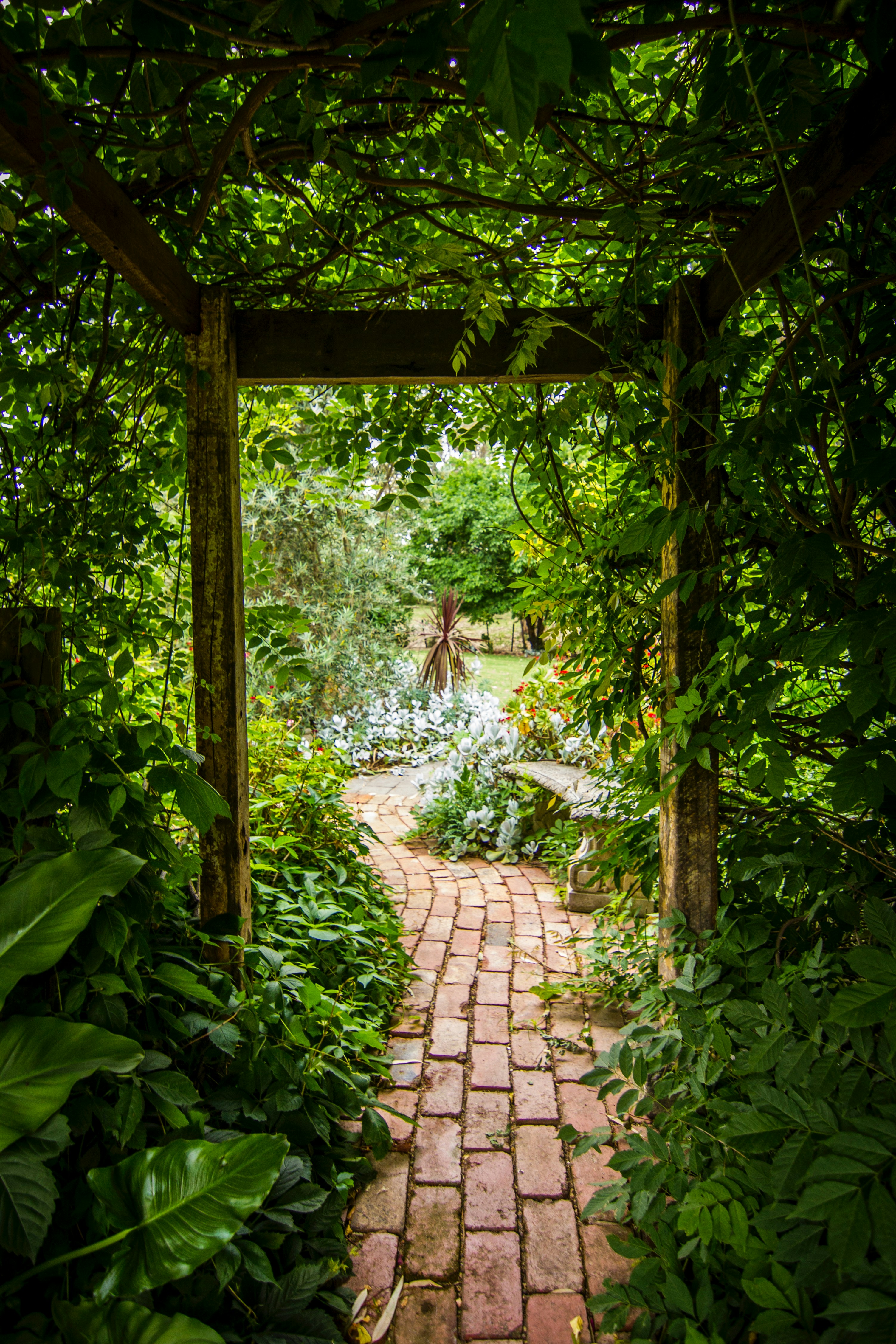 backyard walkway with lots of plants